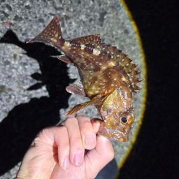 カサゴ