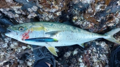 ハマチの釣果