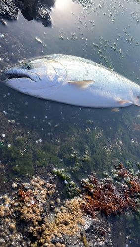 サクラマスの釣果