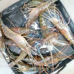 オニテナガエビ