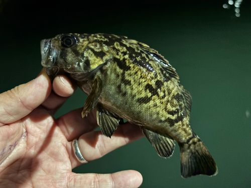 クロソイの釣果