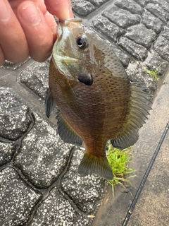 ブルーギルの釣果