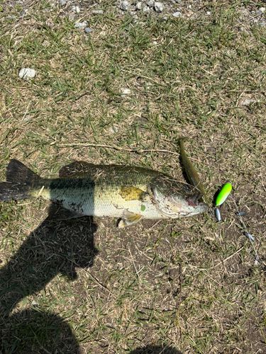 ラージマウスバスの釣果