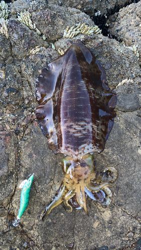 アオリイカの釣果