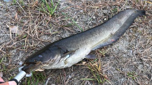 ナマズの釣果