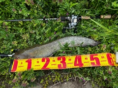 ナマズの釣果