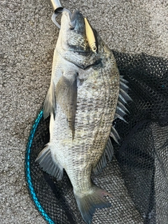 ミナミクロダイの釣果