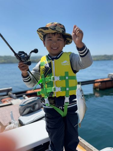 マルアジの釣果