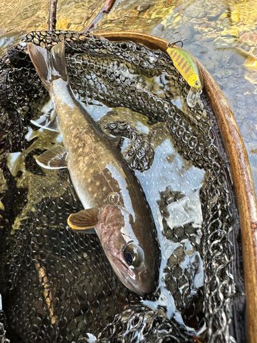 イワナの釣果