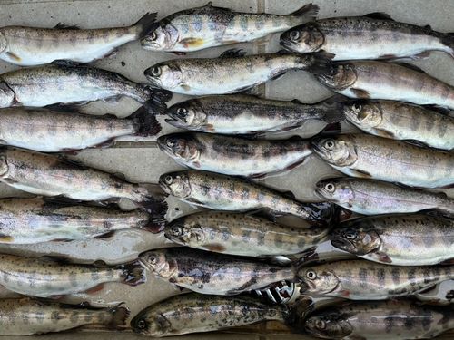 ヤマメの釣果