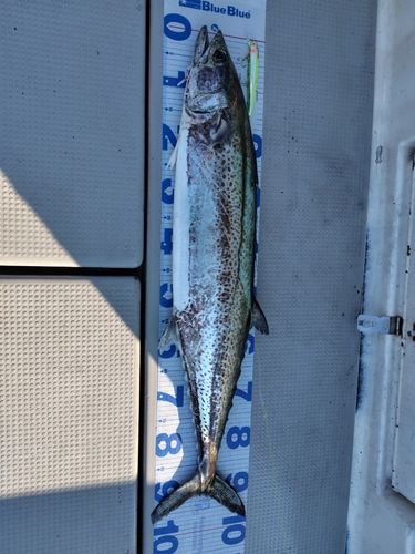 サワラの釣果