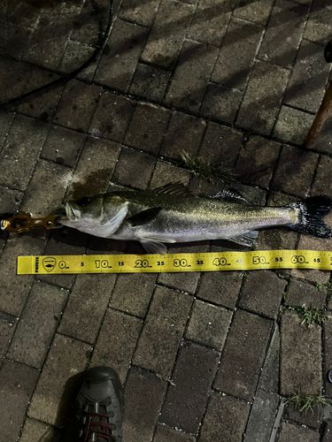 シーバスの釣果