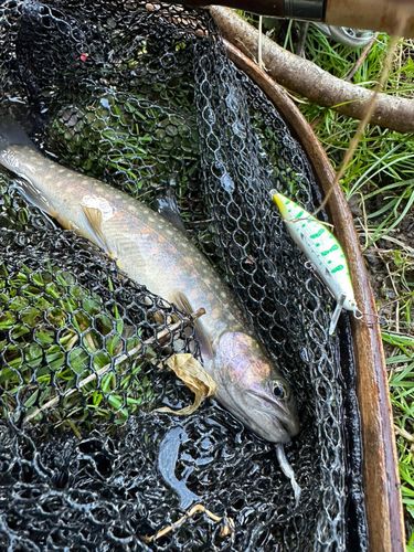 イワナの釣果