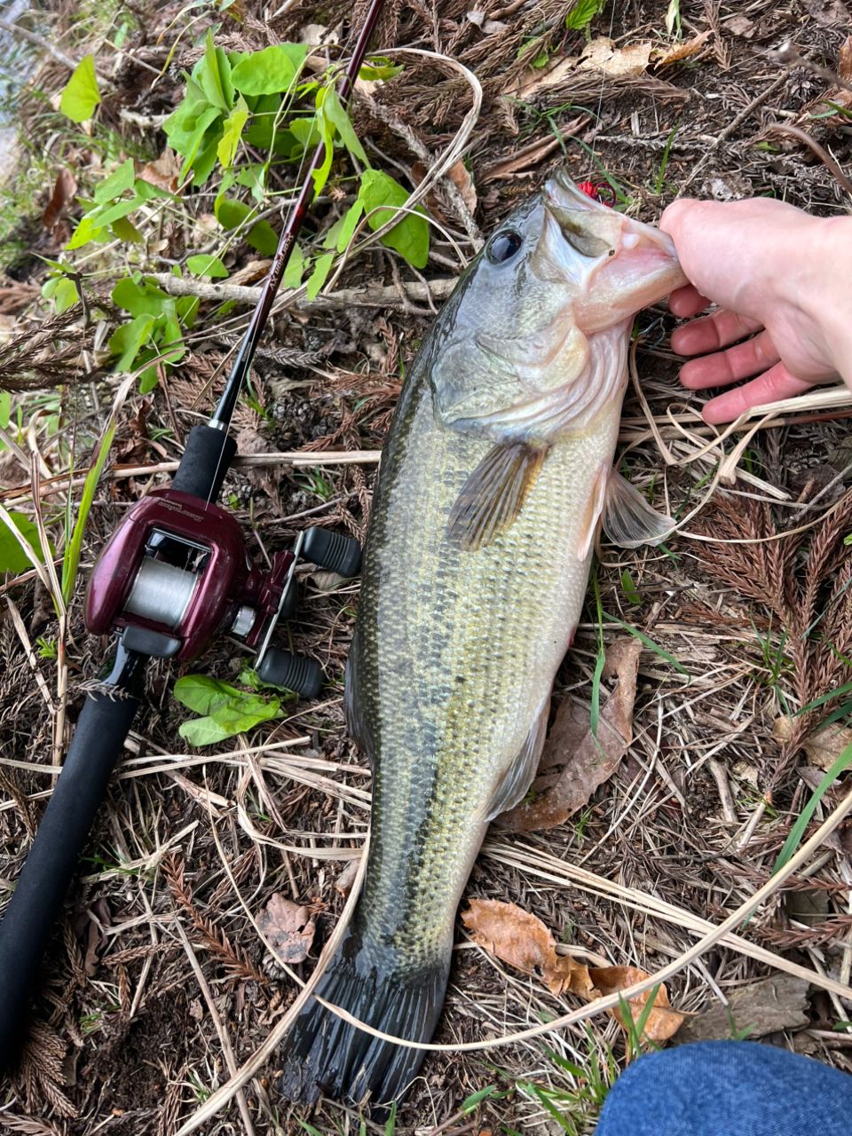 SHIMANO 21スコーピオン XV 1581F-2の最安値・インプレ・釣果 | 本音の