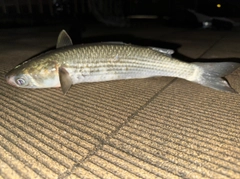 ボラの釣果