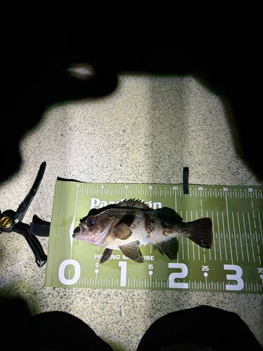 メバルの釣果
