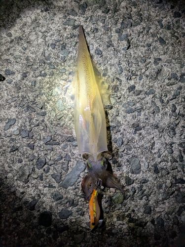 ヤリイカの釣果