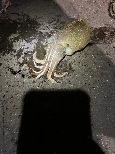 コウイカ