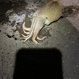 コウイカ
