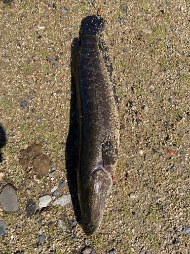 ライギョの釣果