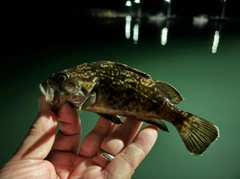 クロソイの釣果