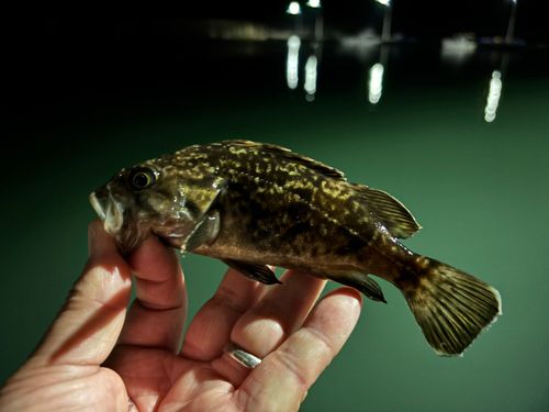 クロソイの釣果