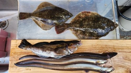 マコガレイの釣果