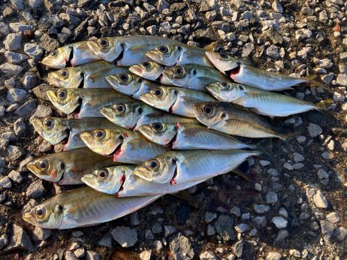 アジの釣果
