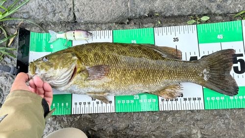 スモールマウスバスの釣果