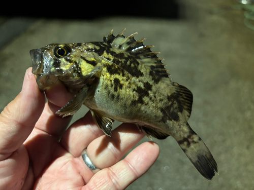 クロソイの釣果