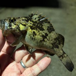 クロソイ