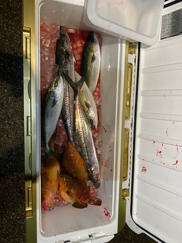 ハマチの釣果