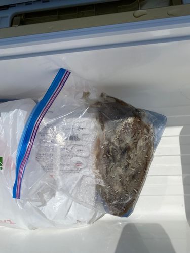ハマチの釣果