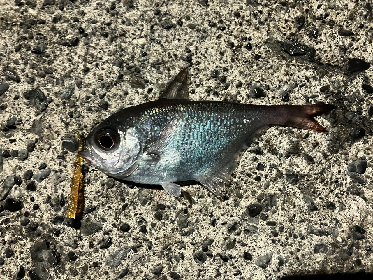 ミナミハタンポ