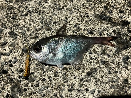 ミナミハタンポの釣果