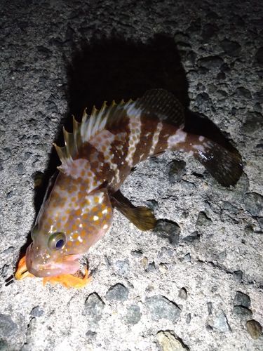アコウの釣果