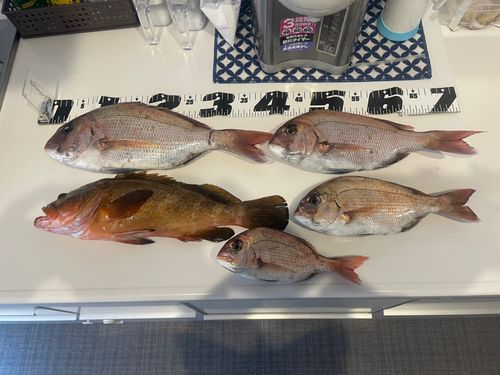 マダイの釣果