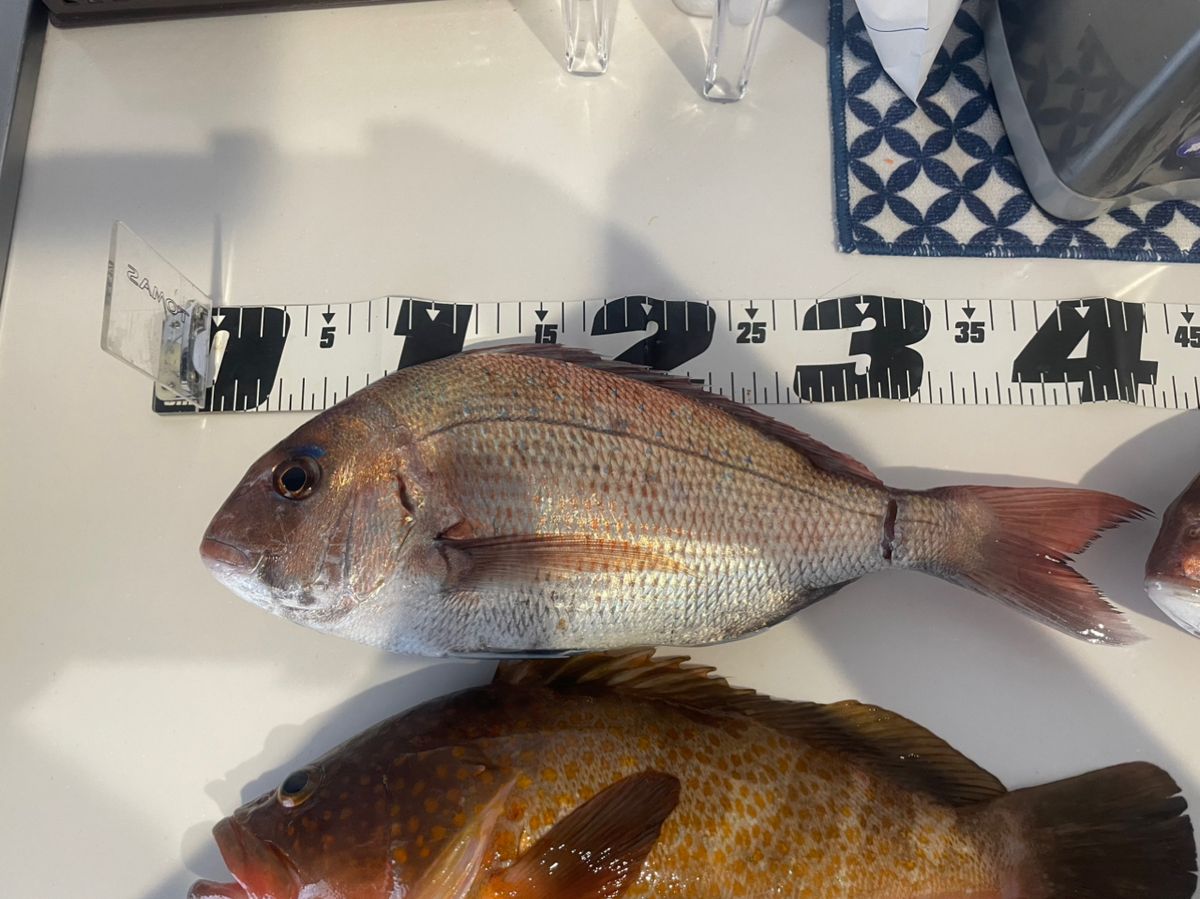 釣りパパTSSさんの釣果 2枚目の画像