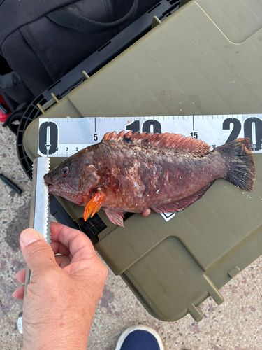 ホシササノハベラの釣果