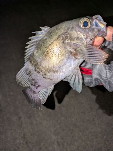 クロメバルの釣果