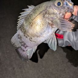 クロメバル