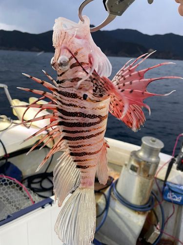 ミノカサゴの釣果