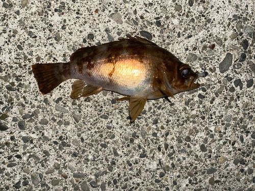 メバルの釣果