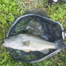 ブラックバス