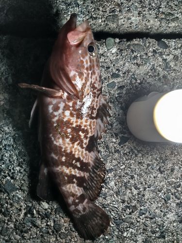 キジハタの釣果
