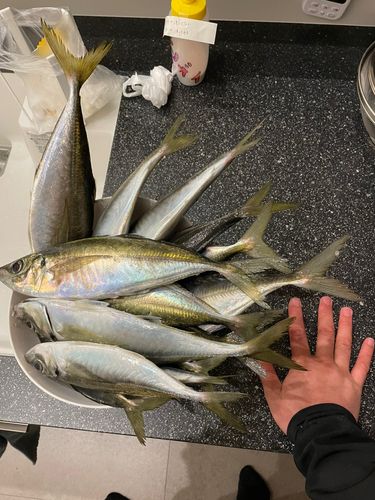 アジの釣果
