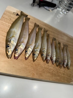 キスの釣果
