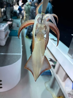 ケンサキイカの釣果