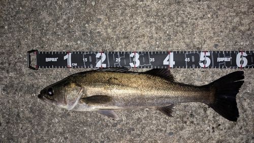 シーバスの釣果