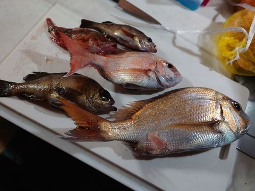 マダイの釣果